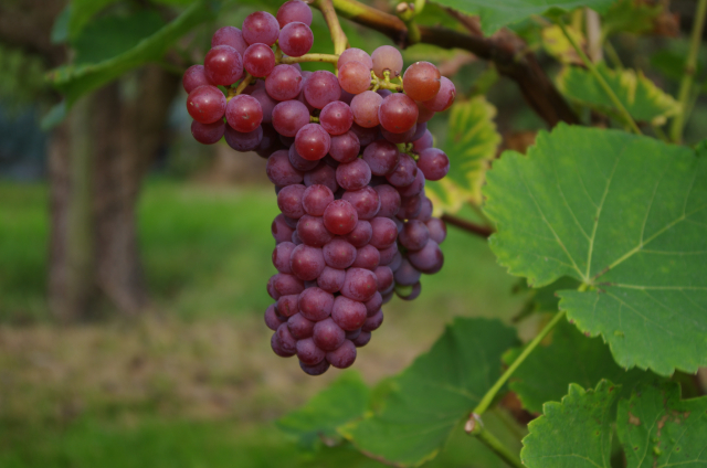 Bijna rijpe druiven in de wijngaard Hof van Seghwaert
