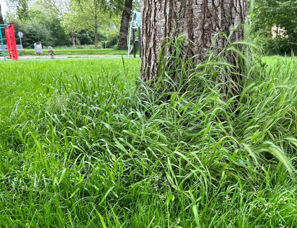 Grasaren bij veldje Landenbuurt