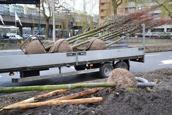 bomen planten