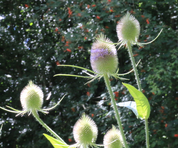 grote distel