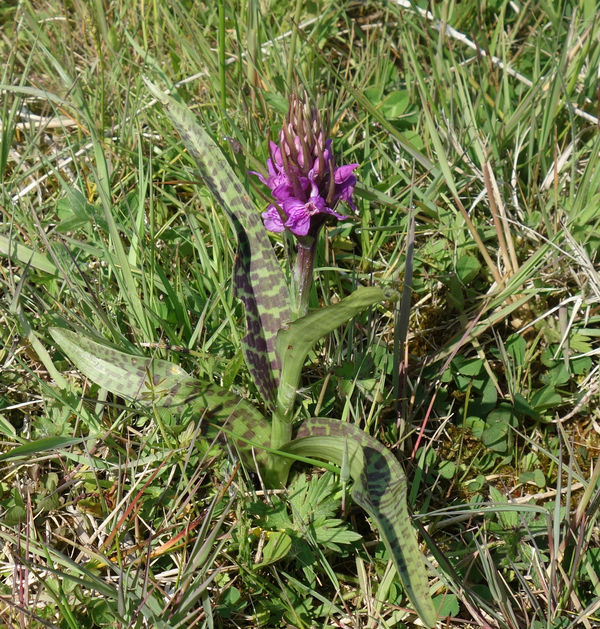 Brede orchis