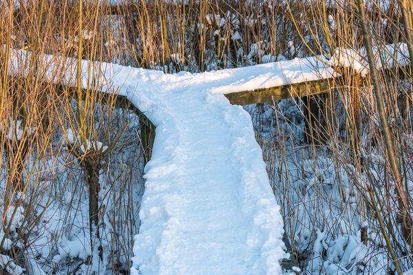 besneeuwde griend