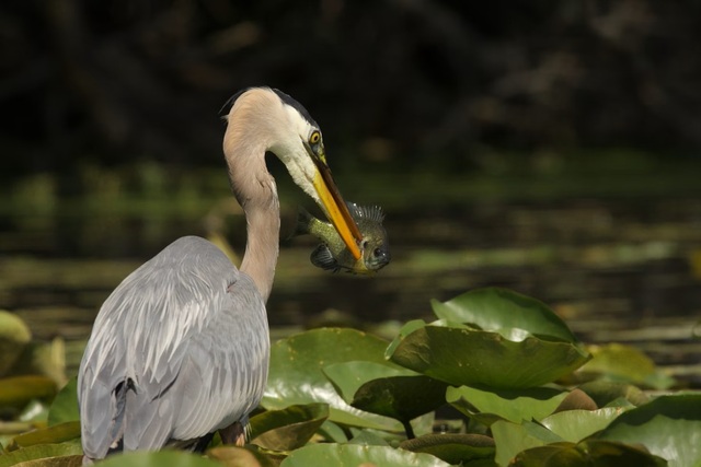 reiger avif 02