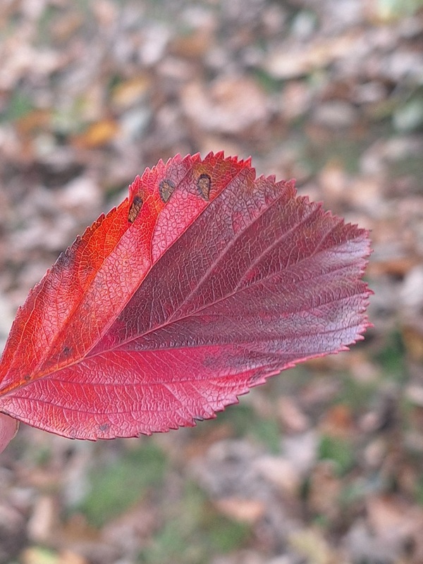 herfstblad Ellis vd Meulen