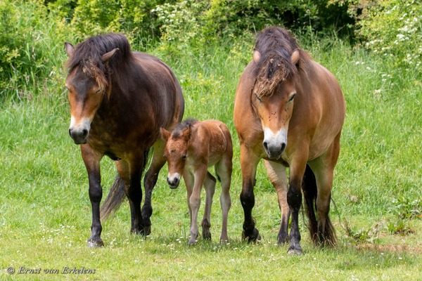 wsep22 ernst v erkelens paarden buytenpark