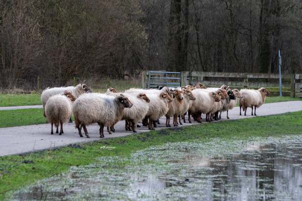 jan25 Rianne Veeninga schapen