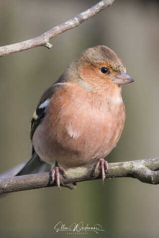 Vink